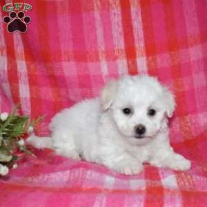 William (Tiny), Bichon Frise Puppy